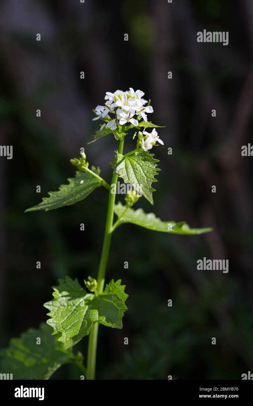 Garlic mustard (Alliaria petiolata) or Jack-by-the-Hedge or Hedge garlic a spring flowering plant common on roadside verges or in hedgerows. Stock Photo