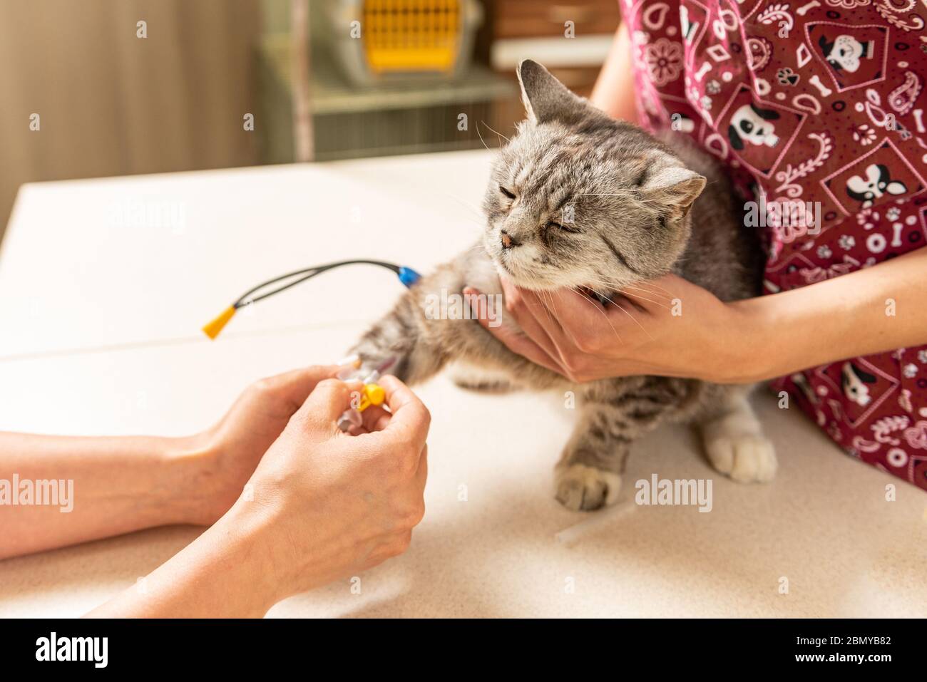 Small, grey cat in veterinary clinic. The vet doctor placing the needle IV catheter directly into the vein. on the table Stock Photo