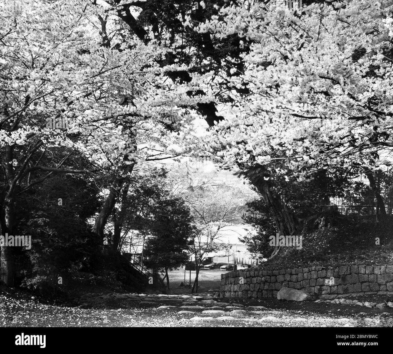 [ 1890s Japan - Ueno Park, Tokyo ] —   Cherry blossom at Ueno Park in Tokyo. In the far back a glimpse of Shinobazu Pond can be seen.  From a series of glass slides published (but not photographed) by Scottish photographer George Washington Wilson (1823–1893). Wilson’s firm was one of the largest publishers of photographic prints in the world.  19th century vintage glass slide. Stock Photo