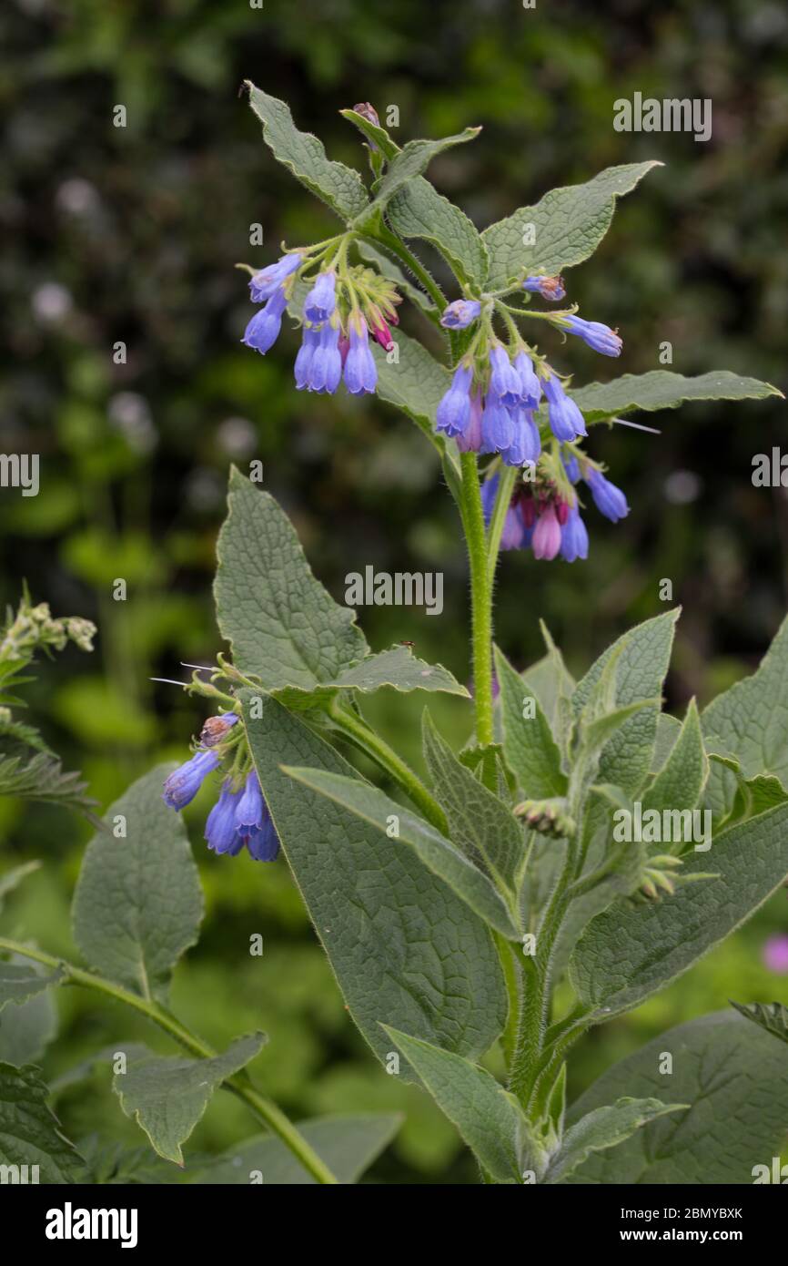 Blue flowered common comfrey (symphytum officinale). A herbaceous, spring flowering plant with clusters of tubular flowers Stock Photo