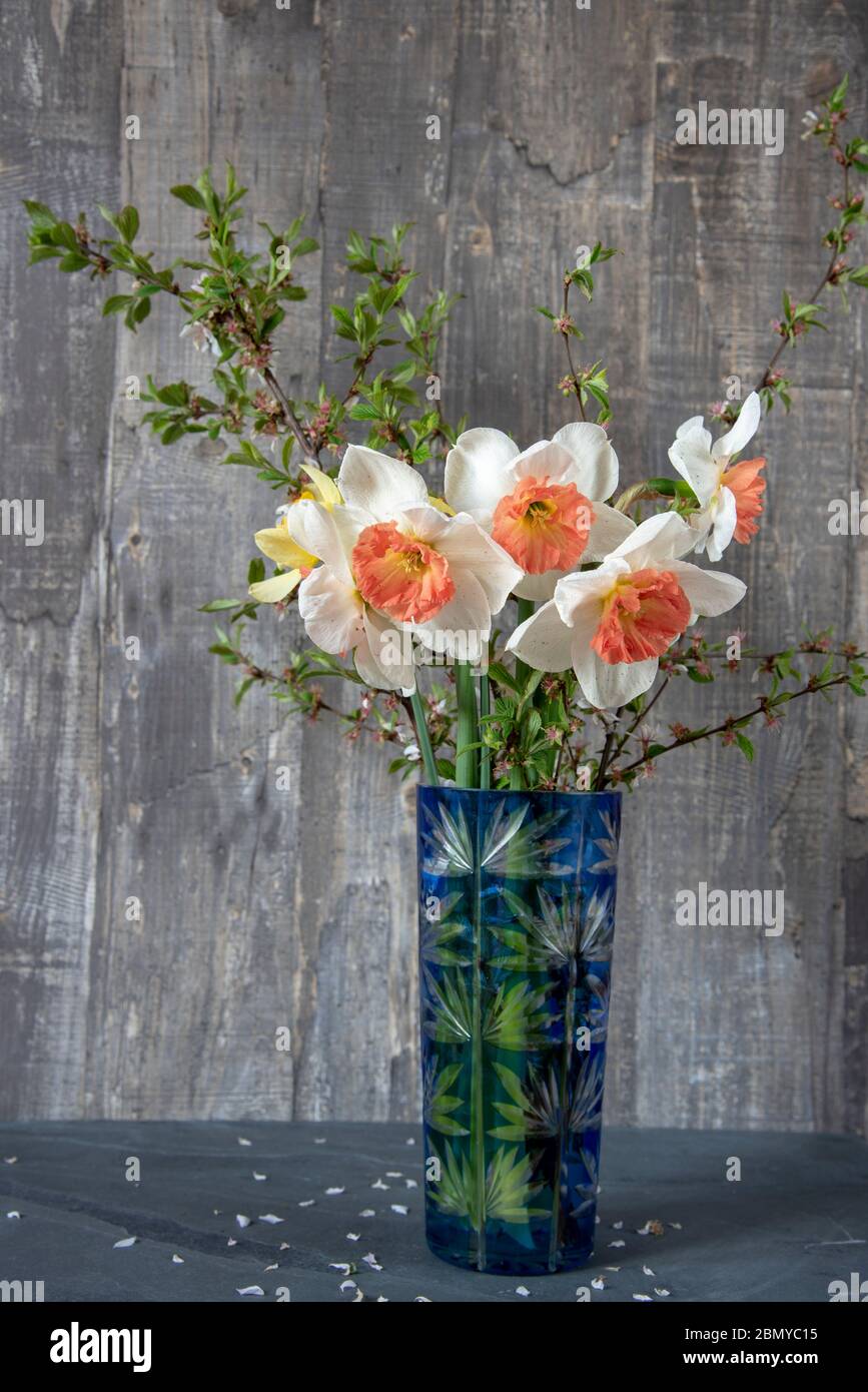 Elegant daffodils and cherry blossoms in a blue vase . Stock Photo