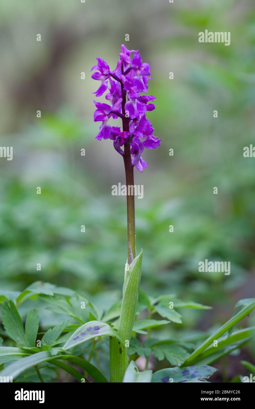 Early purple orchid (orchis macula) in a wood in the Yorkshire Dales
