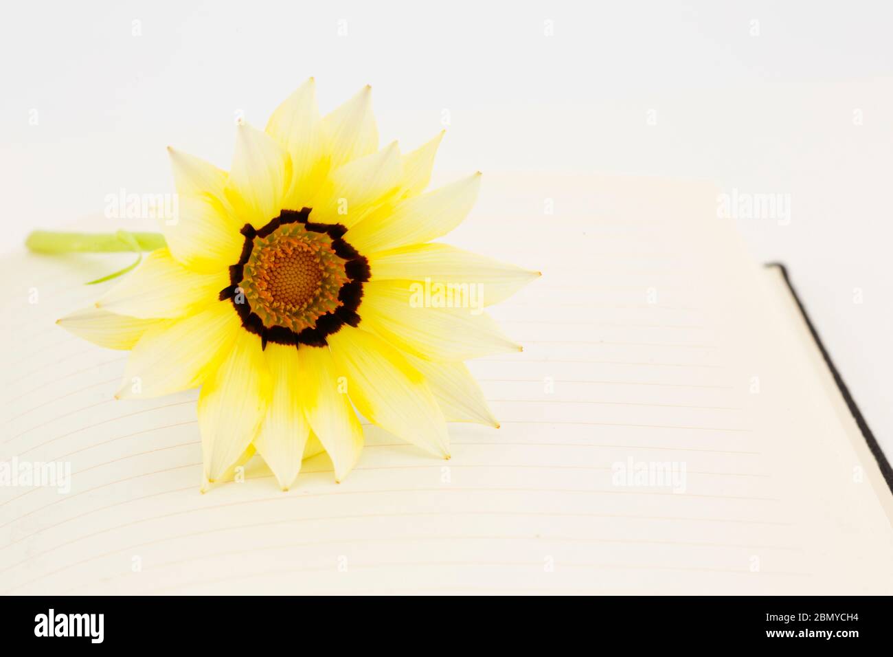 Sunny yellow flower on open journal reflects writing, diary, planning, and optimism Stock Photo