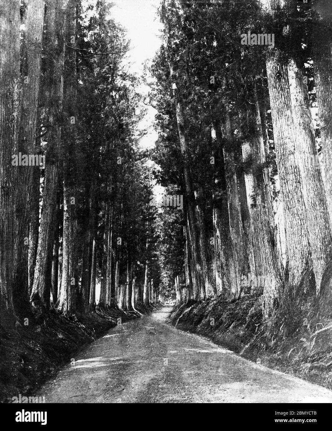 [ 1890s Japan - Nikko Road ] —   The road to Nikko. The cedars were donated by Matsudaira Masatsuna on the 33rd anniversary of the death of Shogun Tokugawa Ieyasu.  From a series of glass slides published (but not photographed) by Scottish photographer George Washington Wilson (1823–1893). Wilson’s firm was one of the largest publishers of photographic prints in the world.  19th century vintage glass slide. Stock Photo