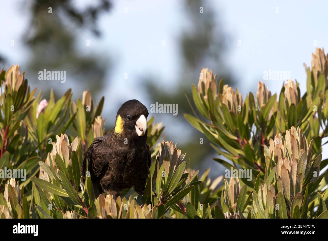 Yellow tailed black cockatoo hires stock photography and images Alamy
