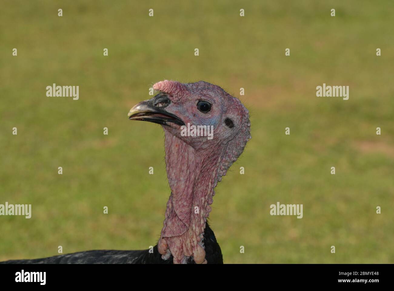 TURKEY ALERT EB THE FIELDS OF THE PYRENEES Stock Photo - Alamy