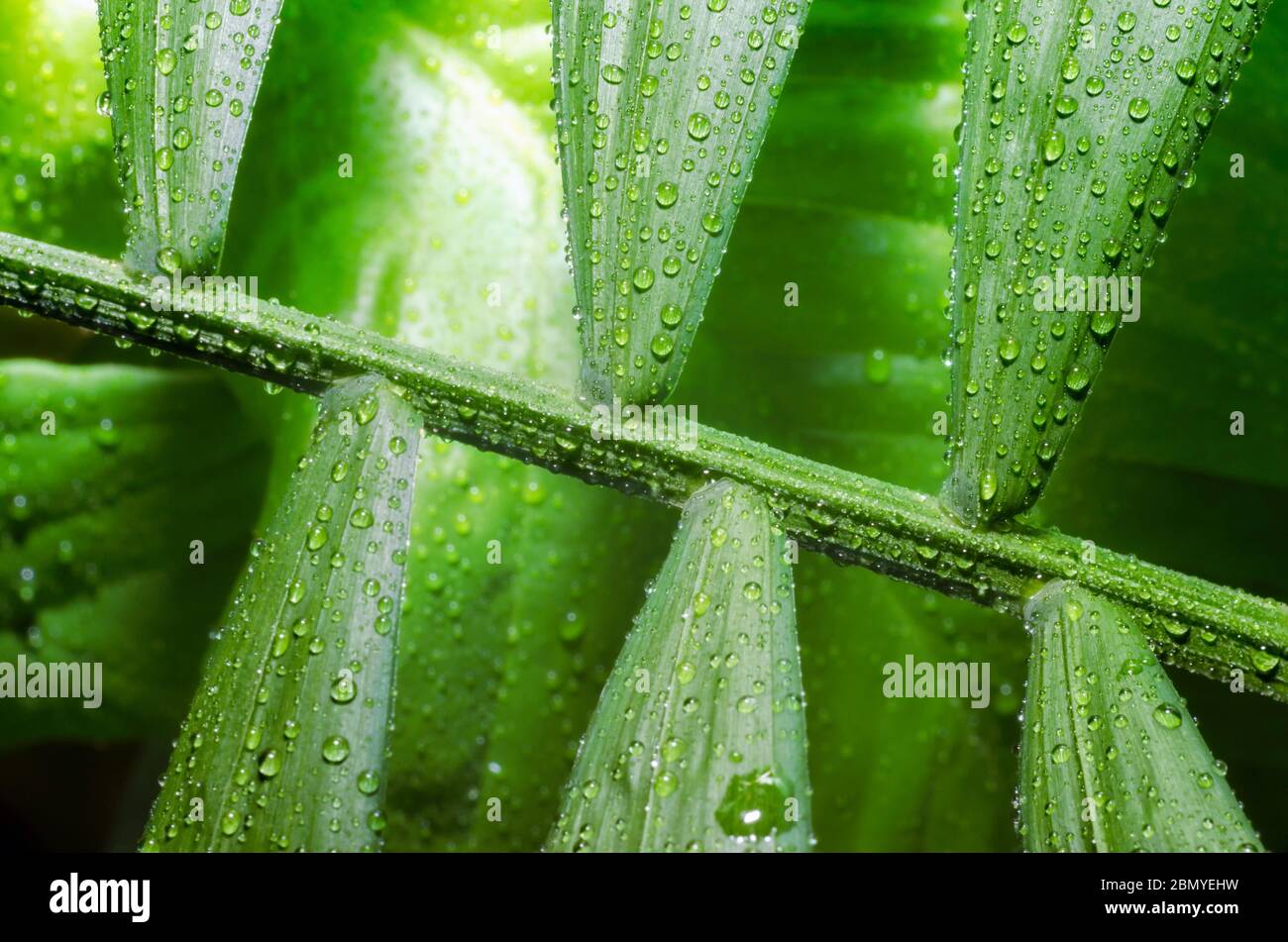 green leaf of a tropical plant with dew drops in detail macro Stock ...