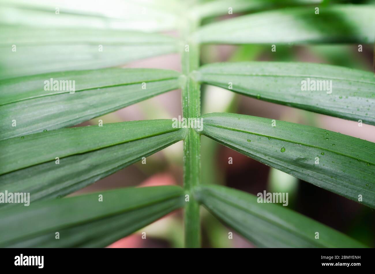 green leaf of a tropical plant with dew drops in detail macro Stock ...