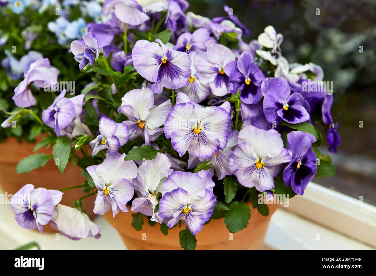 Colorful Pansy flowers in pots in front of a window. Stock Photo