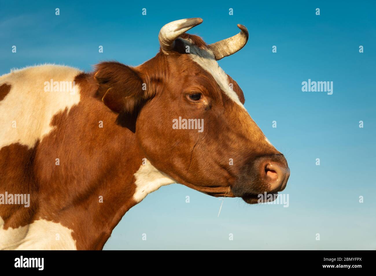 A close-up of the head of an adult white-brown cow and blue sky Stock Photo