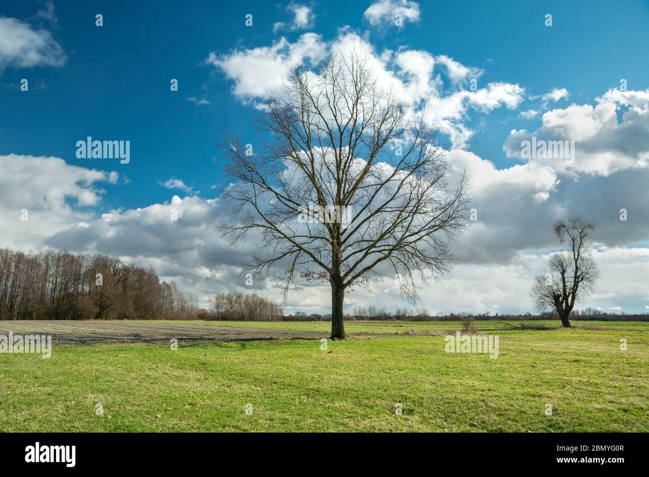 Large oak tree without leaves growing on a green meadow, white clouds on a blue sky Stock Photo