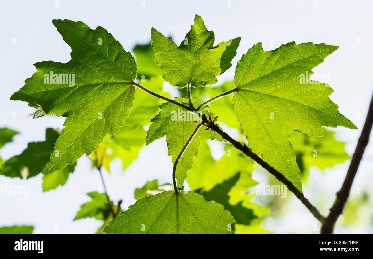 Springtime In North Florida Brand New Leaves Of The Florida Maple Tree   Springtime In North Florida Brand New Leaves Of The Florida Maple Tree Or Acer Floridanum 2BMYHNR 