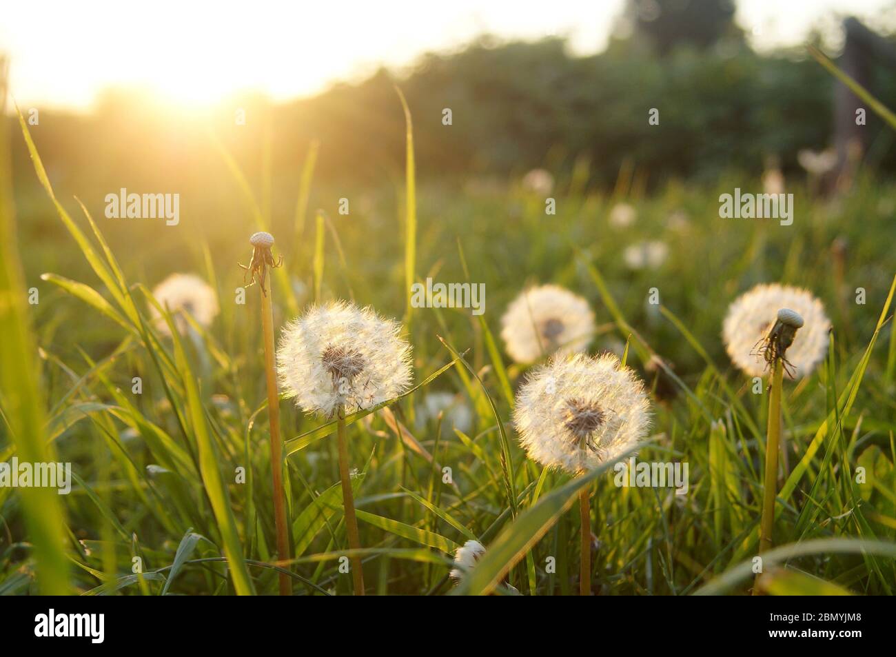 low angle view of white dandelion clocks ready to seed against the evening sun with lens flare Stock Photo