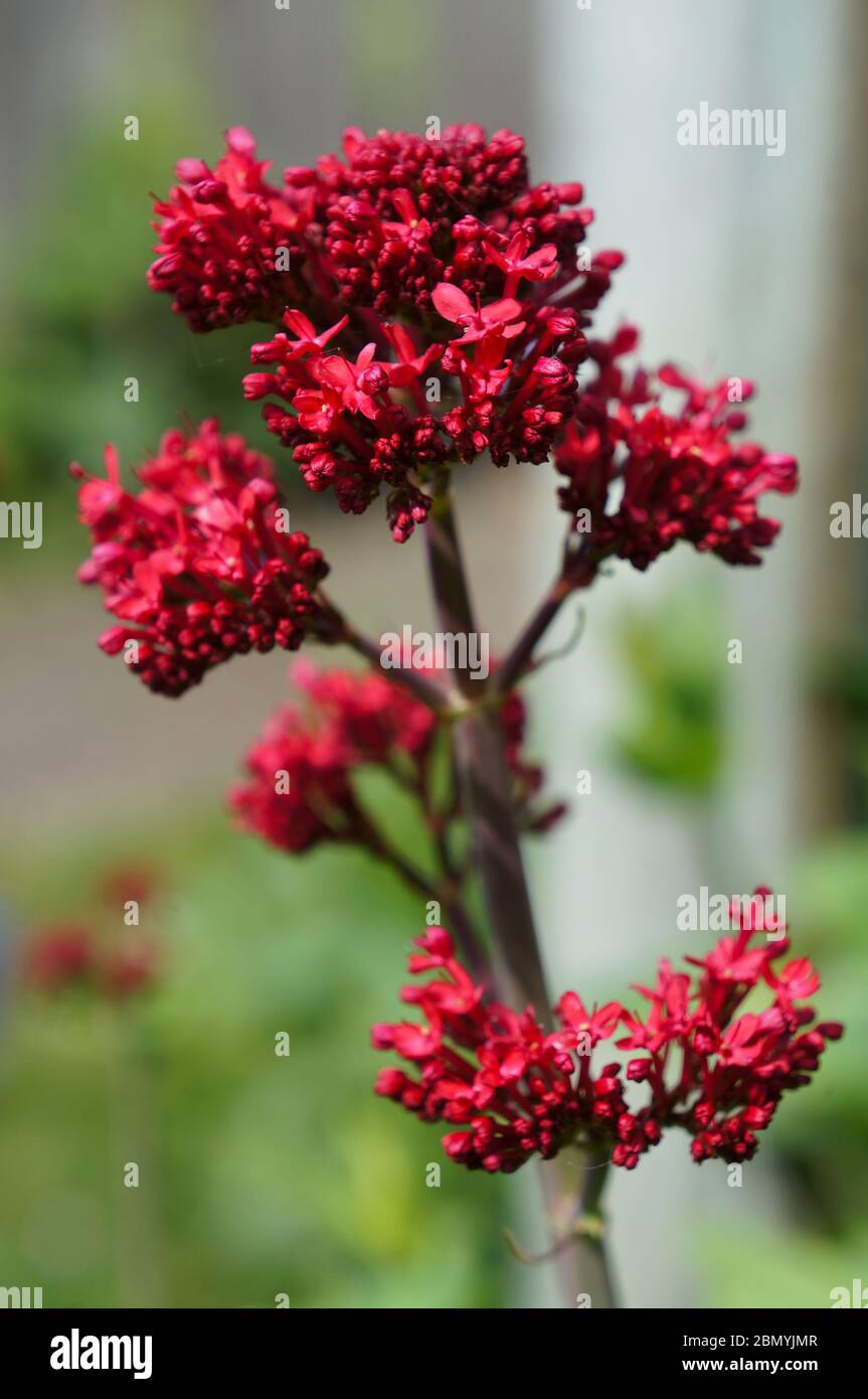Close up of red Valerian flowers (Valeriana officinalis) Stock Photo