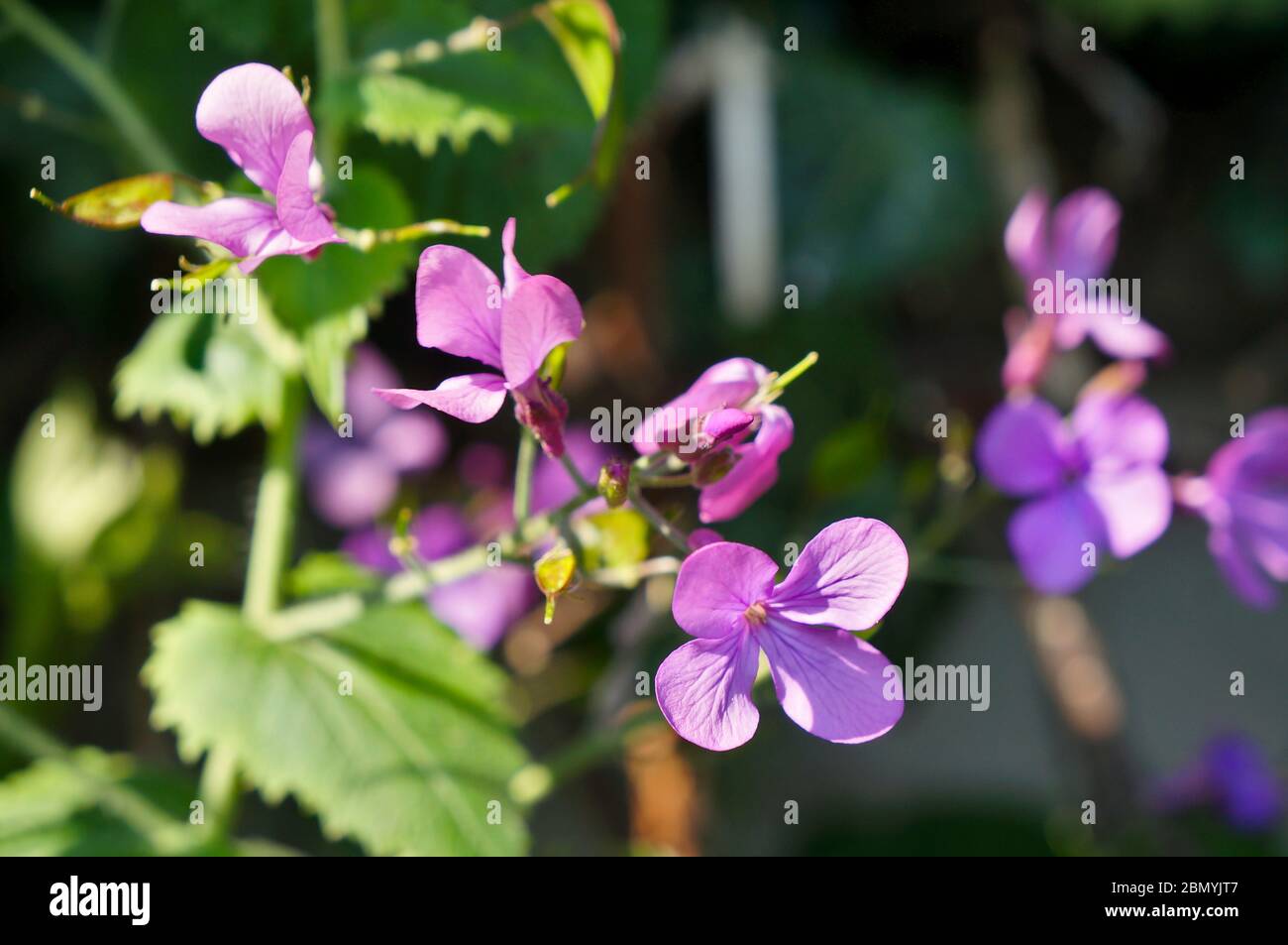 Honesty 'Lunaria' flowers growing in the wild Stock Photo