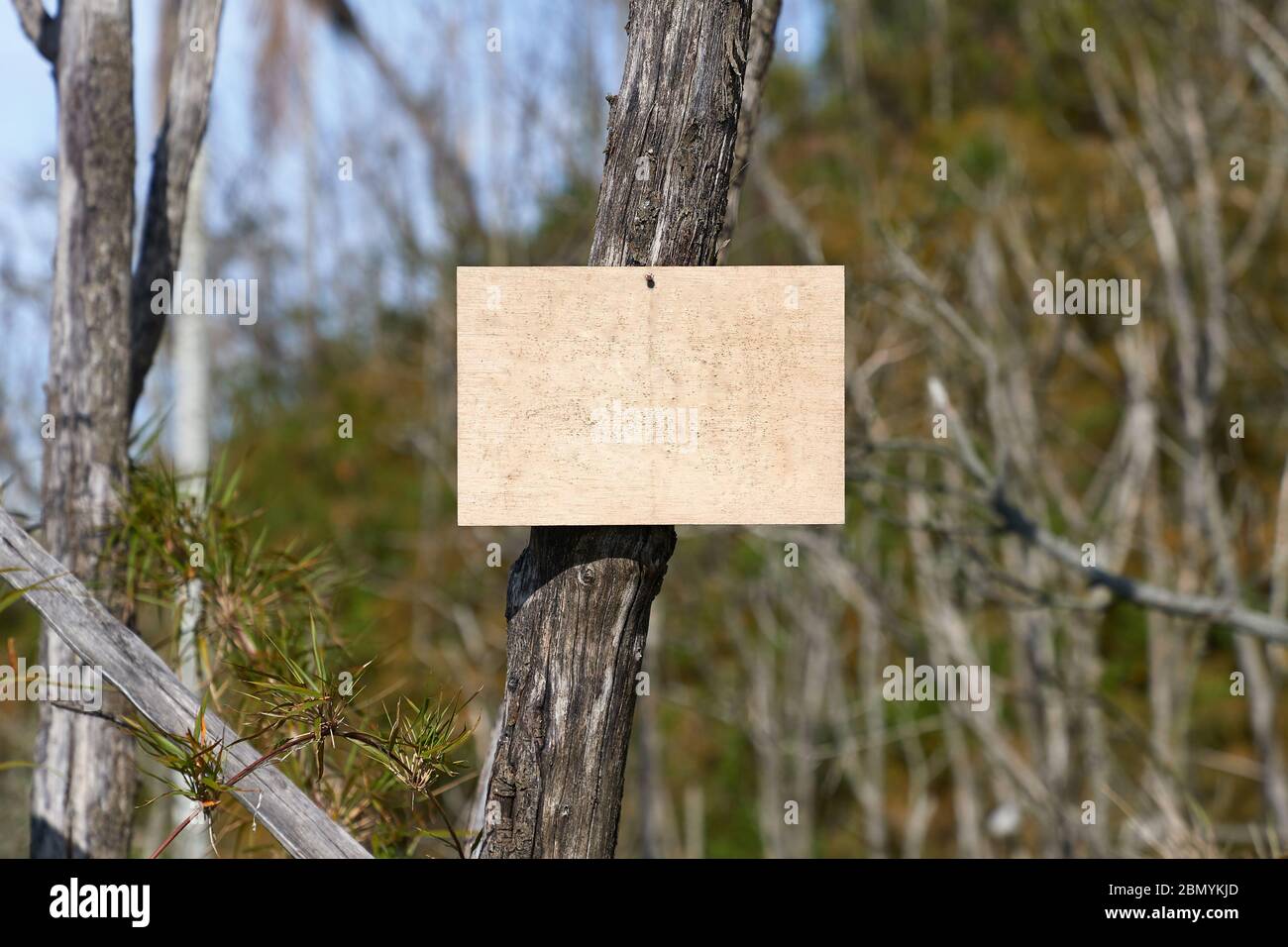 Blank sign in a forest, add your own text Stock Photo - Alamy