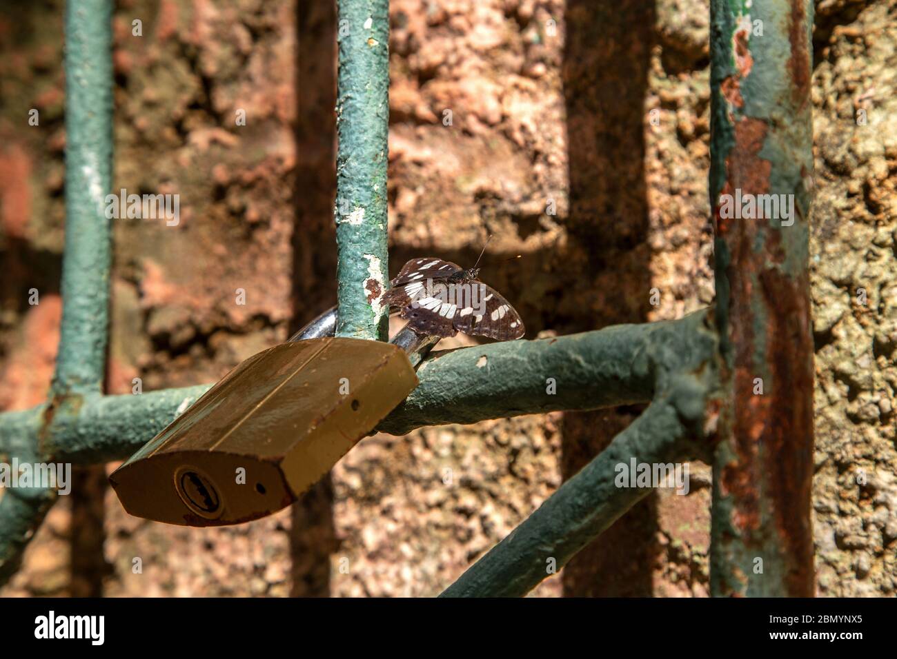Padlock and butterfly on the old rusty  iron grid. Closeup photo. Stock Photo
