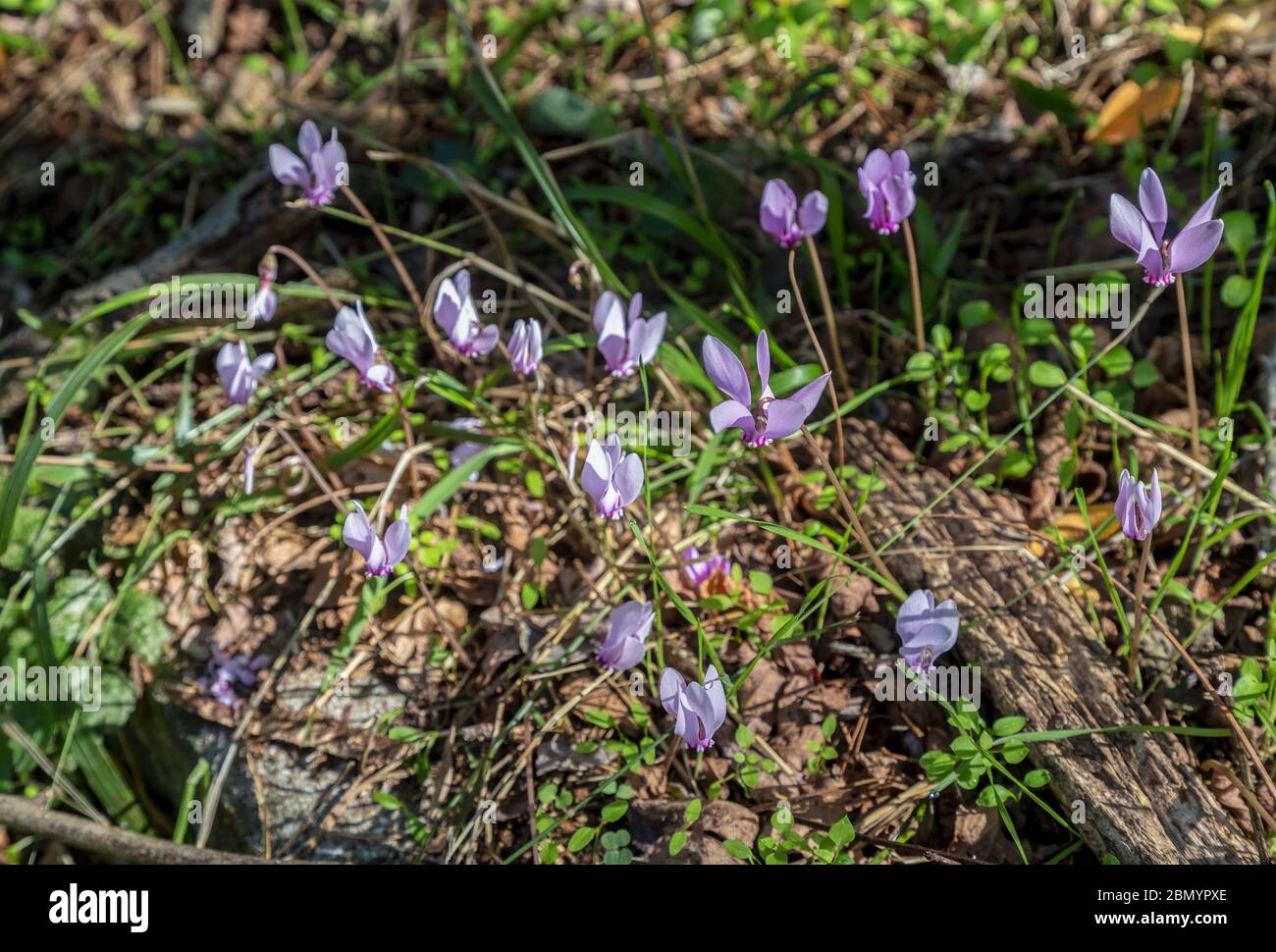 The protected wild pink cyclamens blossoms under the trees in European forest. Stock Photo
