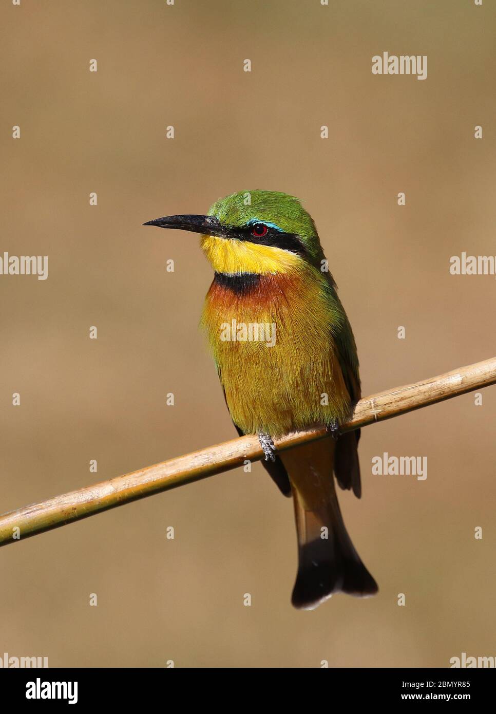 colourful birds in Botswana Stock Photo - Alamy