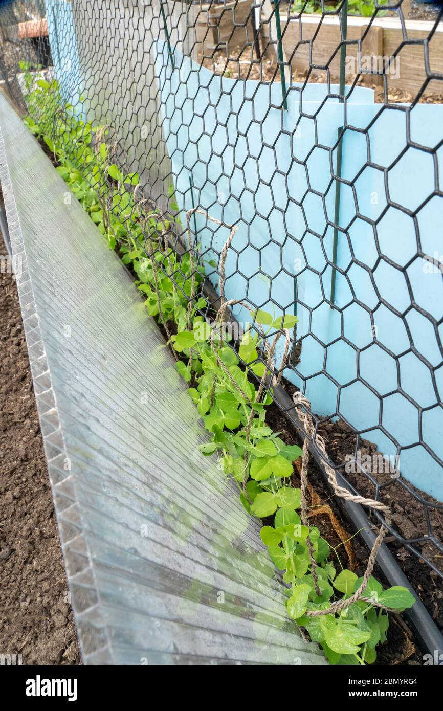 Chicken wire trellis hi-res stock photography and images - Alamy
