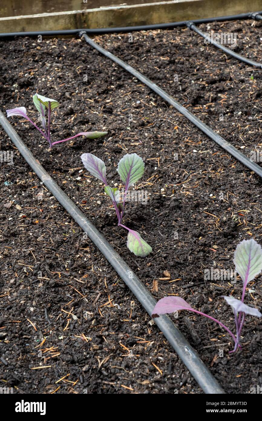 Issaquah, Washington, USA.  Red Cabbage starts in a Spring garden. Stock Photo