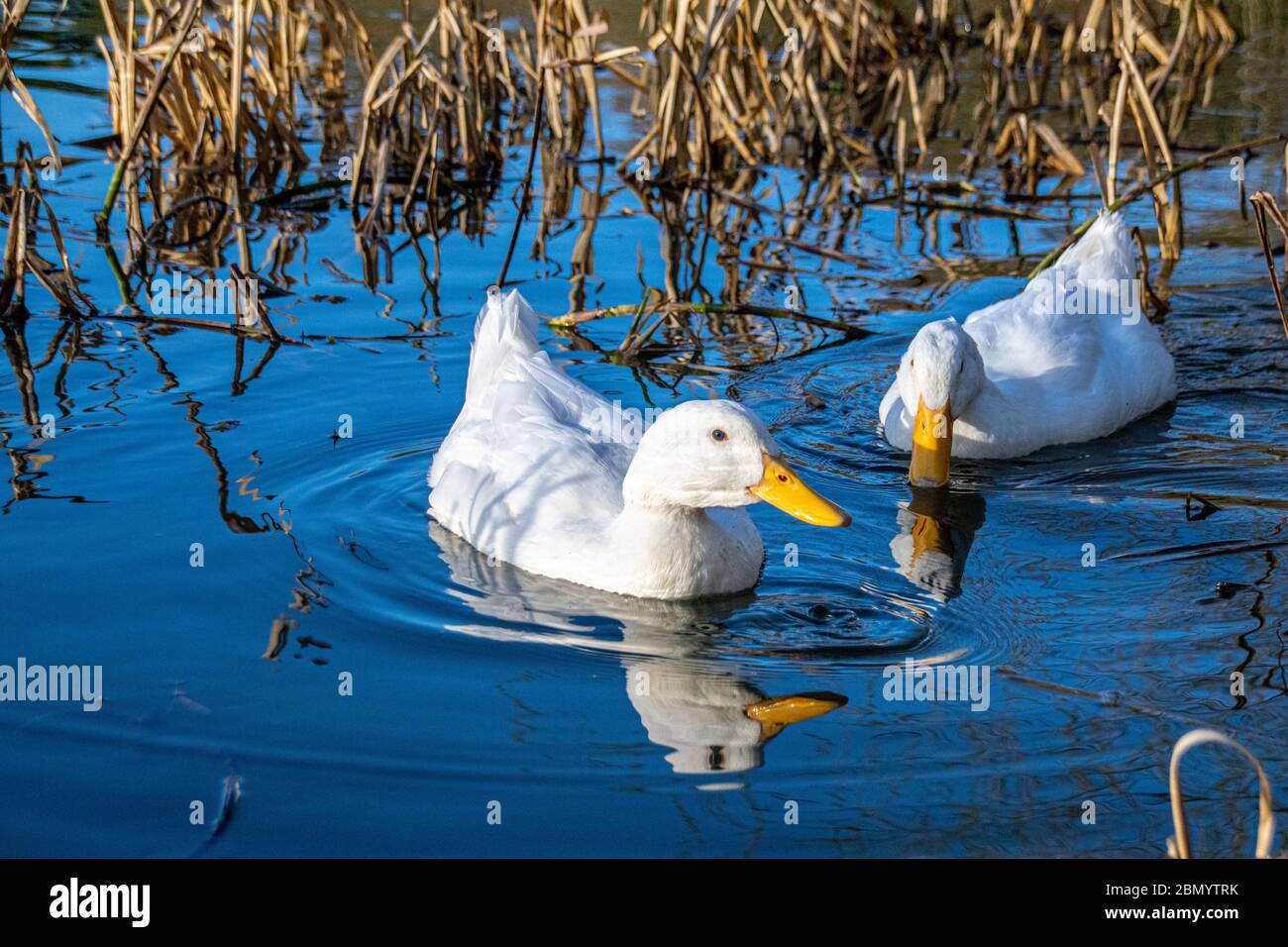 White pekin ducks swimming on a still calm lake with water reflection Stock Photo