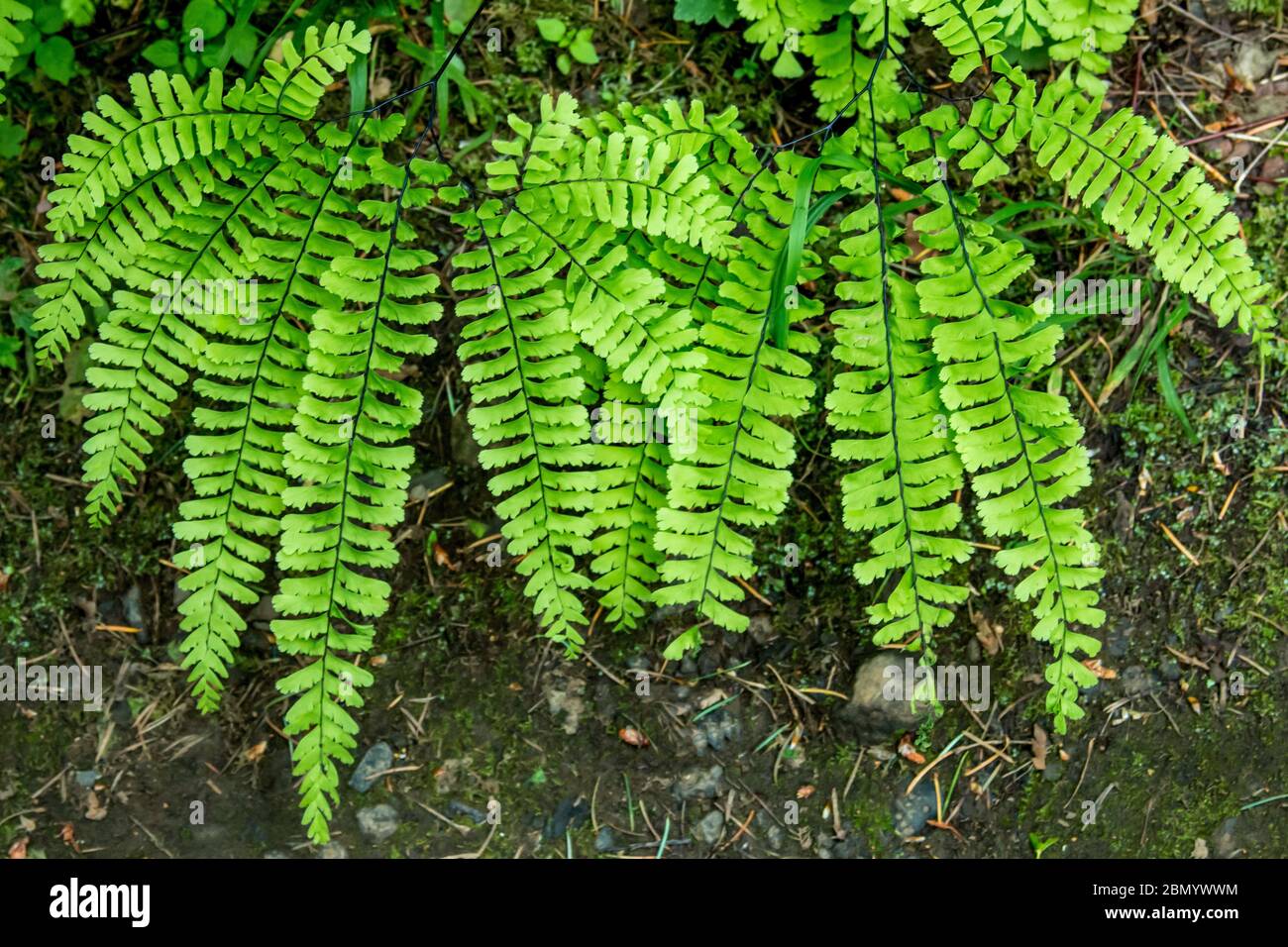Maidenhair Ferns growing on Horsetail Falls Trail which is located 2.75 miles east of Multnomah Falls on the Historic Columbia River Highway in Oregon Stock Photo