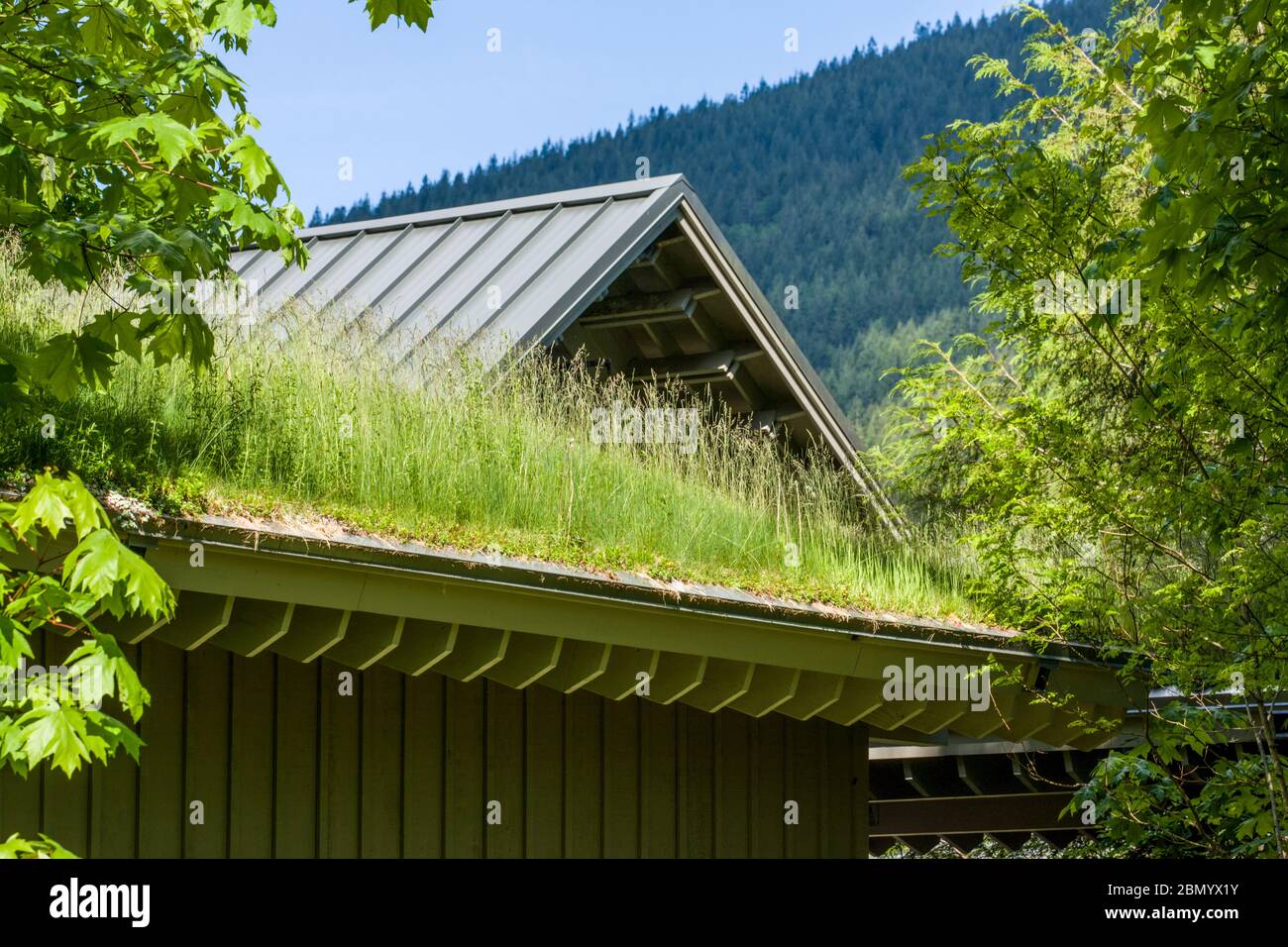 North Bend, Washington, USA.  Green roof on a building.  The benefits of having a green roof include: improved air quality, heat reduction and more Stock Photo