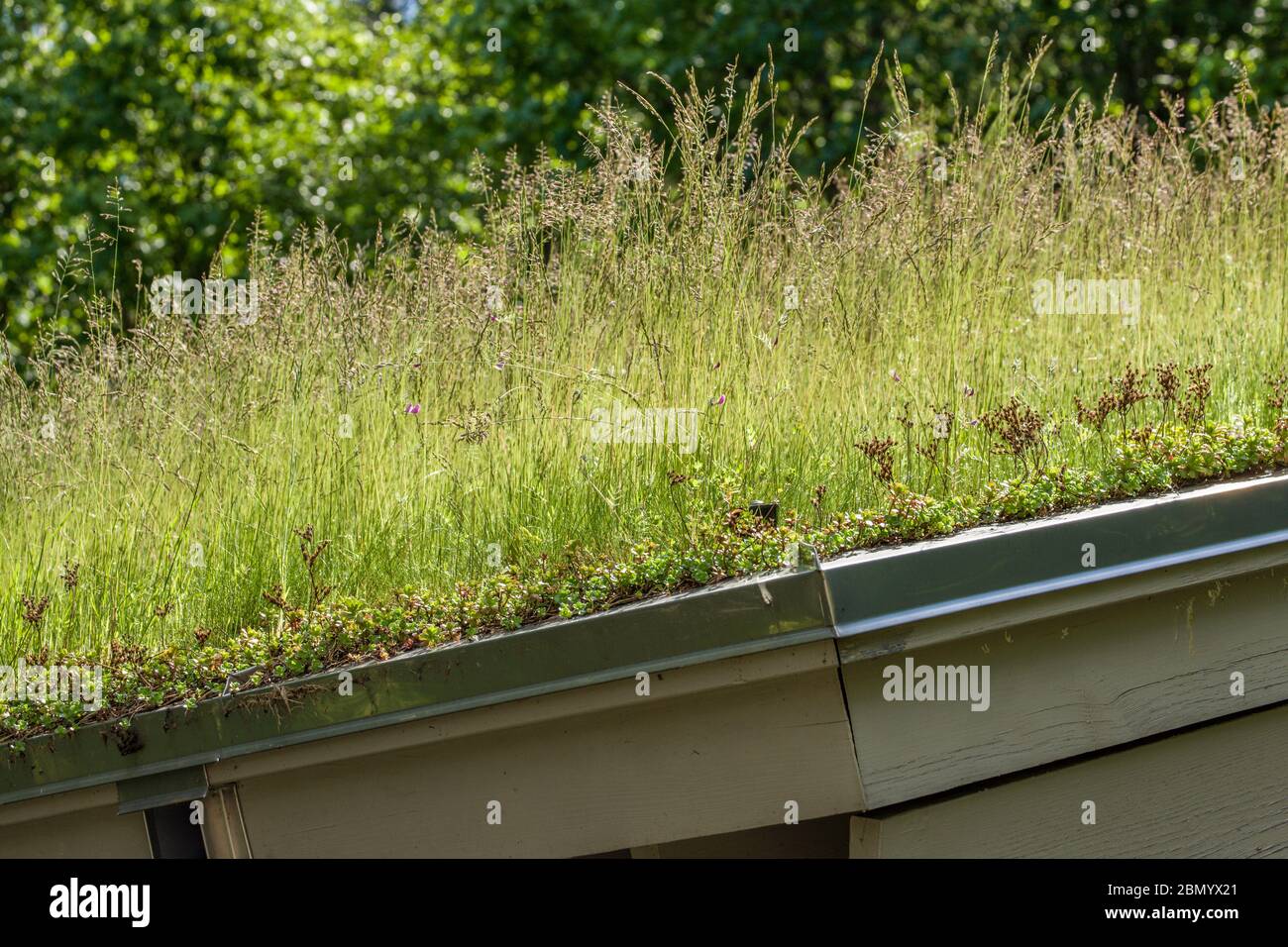 North Bend, Washington, USA.  Green roof on a building.  The benefits of having a green roof include: improved air quality, heat reduction and more Stock Photo