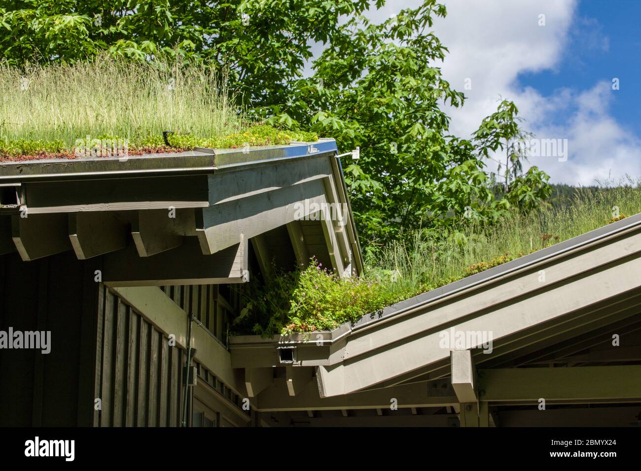 North Bend, Washington, USA. Green roof on a building. The benefits of