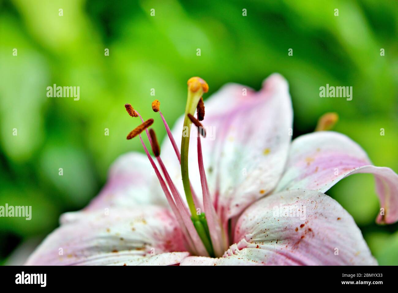 flower blossom Stock Photo
