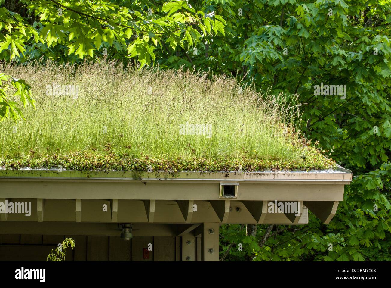North Bend, Washington, USA.  Green roof on a building.  The benefits of having a green roof include: improved air quality, heat reduction, energy con Stock Photo