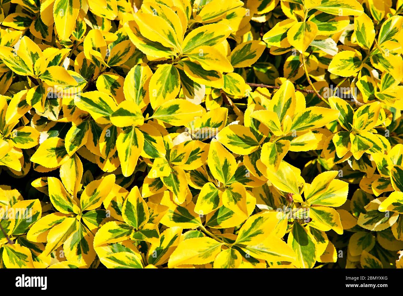 green yellow hedge Stock Photo - Alamy