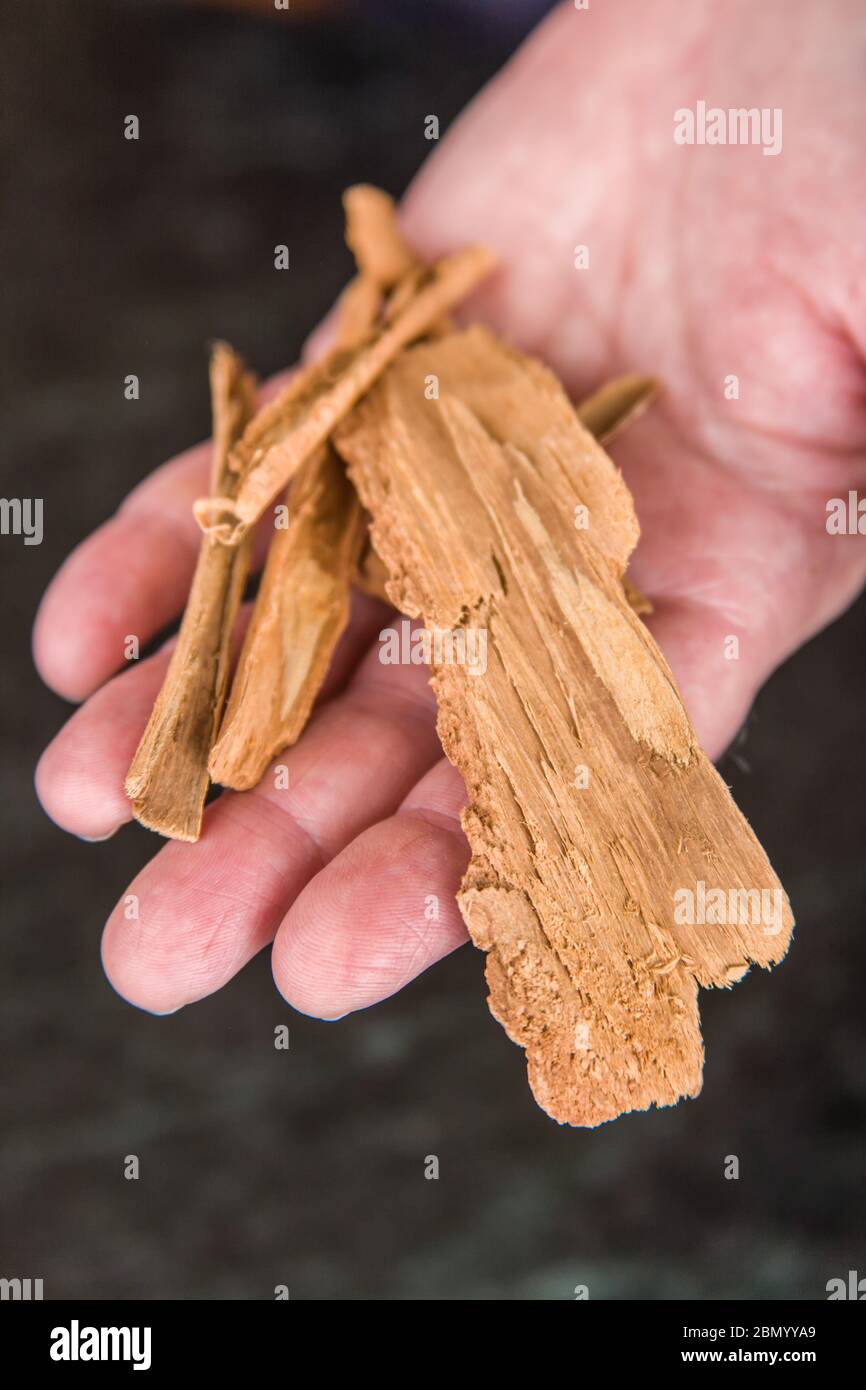Woman holding raw cinnamon which will become an ingredient in the pickling solution in home-canned pickled beets Stock Photo