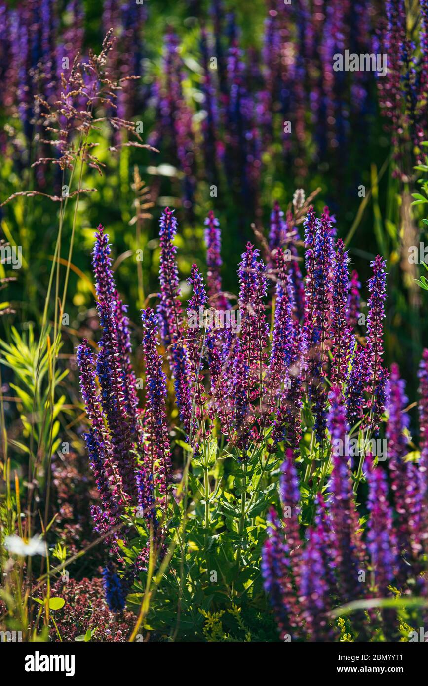 purple lavender bushes illuminated by the evening summer sun in Zaryadye Park in Moscow. Selective focus macro shot with shallow DOF Stock Photo