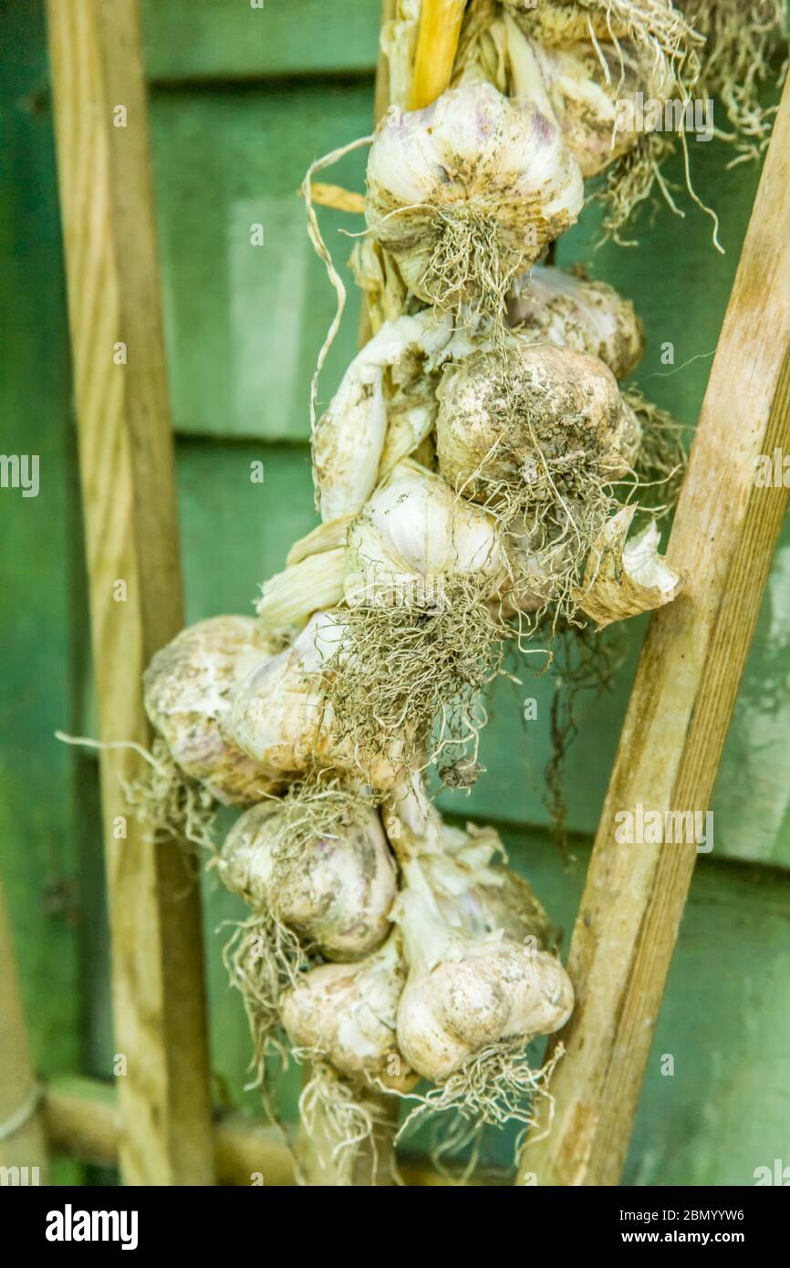 After harvesting, carefully wash the bulb and roots. Let the garlic dry in a shady, well-ventilated, moisture-free area for a week or more. Stock Photo