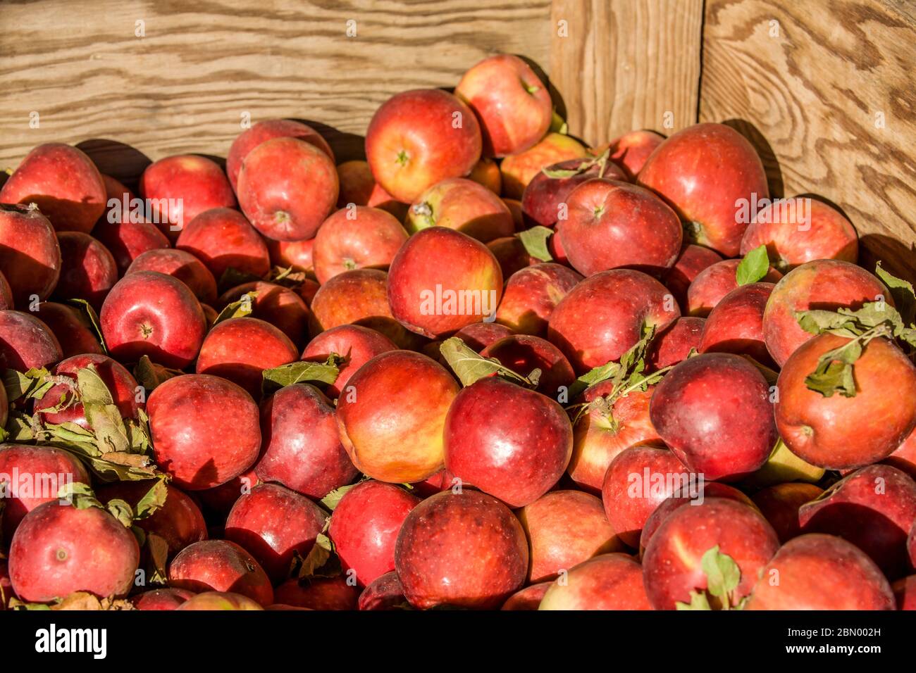 A bin of Winesap apples for sale.  Often known as Virginia Winesap, a tart small apple, and like many US heirloom varieties, keeps well in storage. Stock Photo