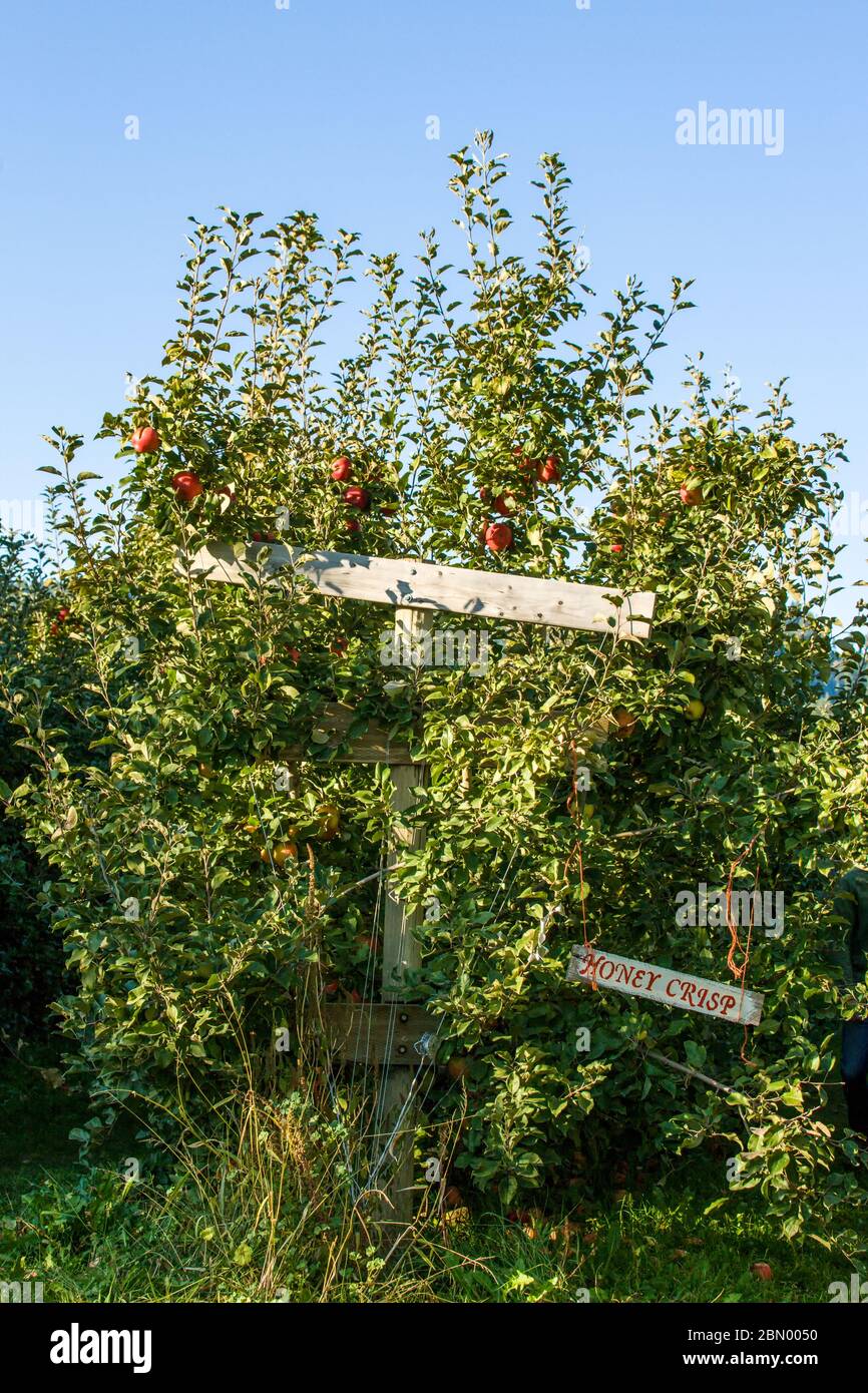 Honey crisp apple hires stock photography and images Alamy
