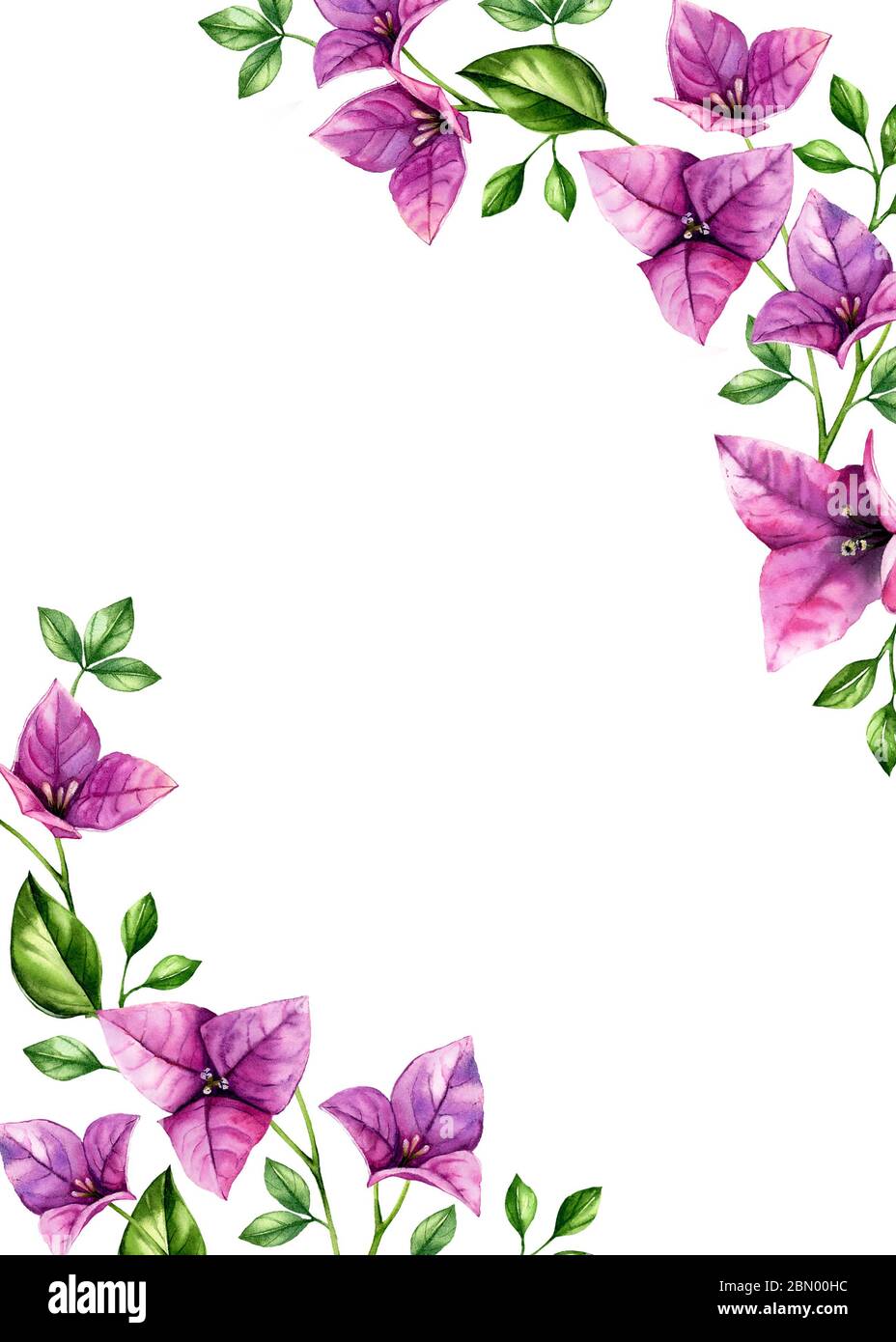 Watercolor floral background. Vertical A5 card template and place for text. Purple bougainvillea flowers in corners. Tropical botanical illustrations Stock Photo