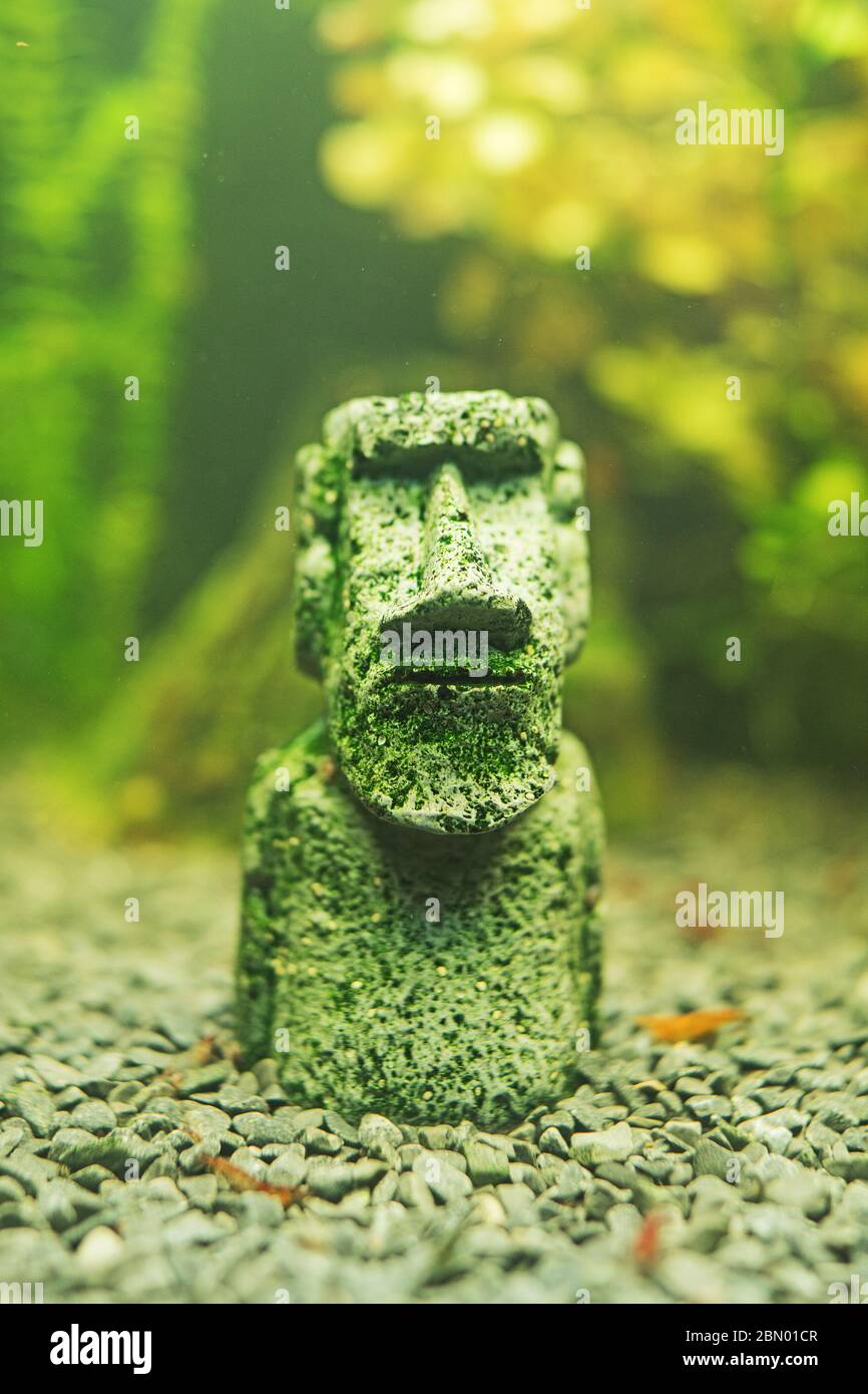 Small Moai statue in the freshwater aquarium. Stock Photo