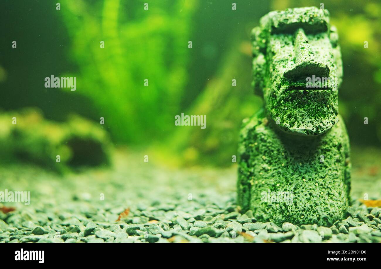 Small Moai statue in the freshwater aquarium. Stock Photo