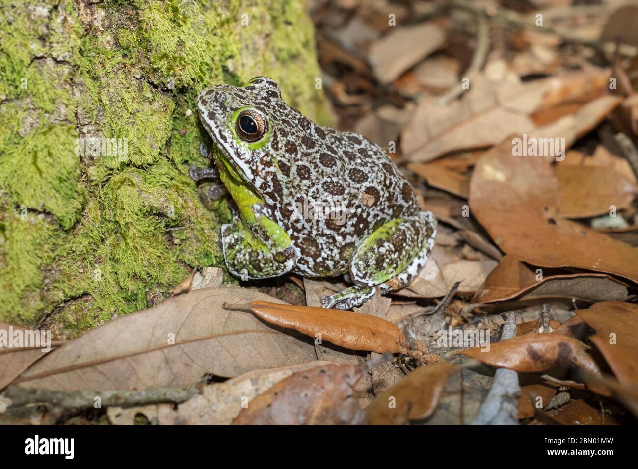 Barking Treefrog (Hyla gratiosa) Florida native frog. Family Hylidae Stock Photo