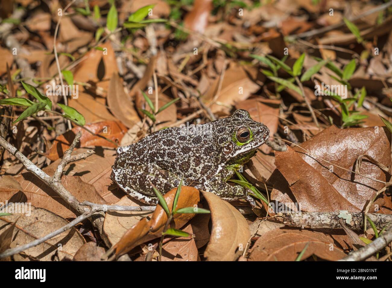 Barking Treefrog (Hyla gratiosa) Florida native frog. Family Hylidae Stock Photo