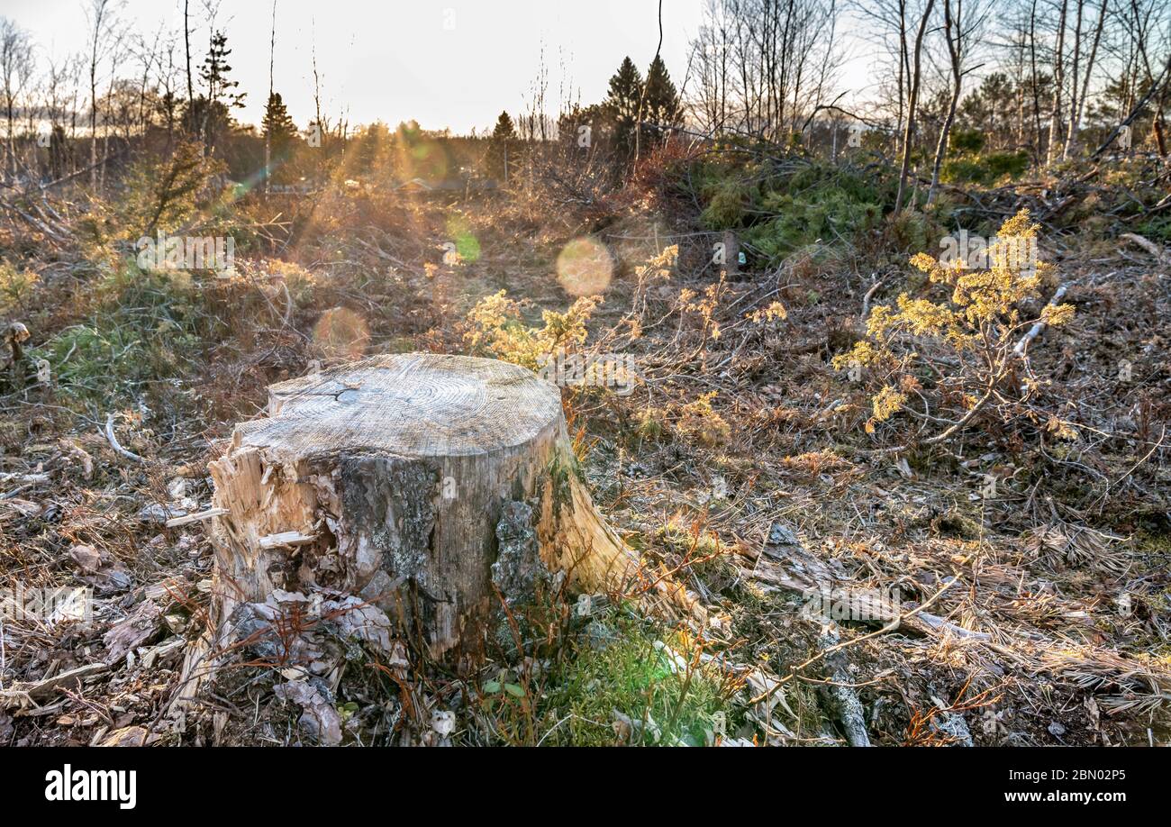 Old pine tree stub illuminated by sunset. Open space in forest area where tree branches left everywhere after industrial forest cut this winter,Sweden Stock Photo