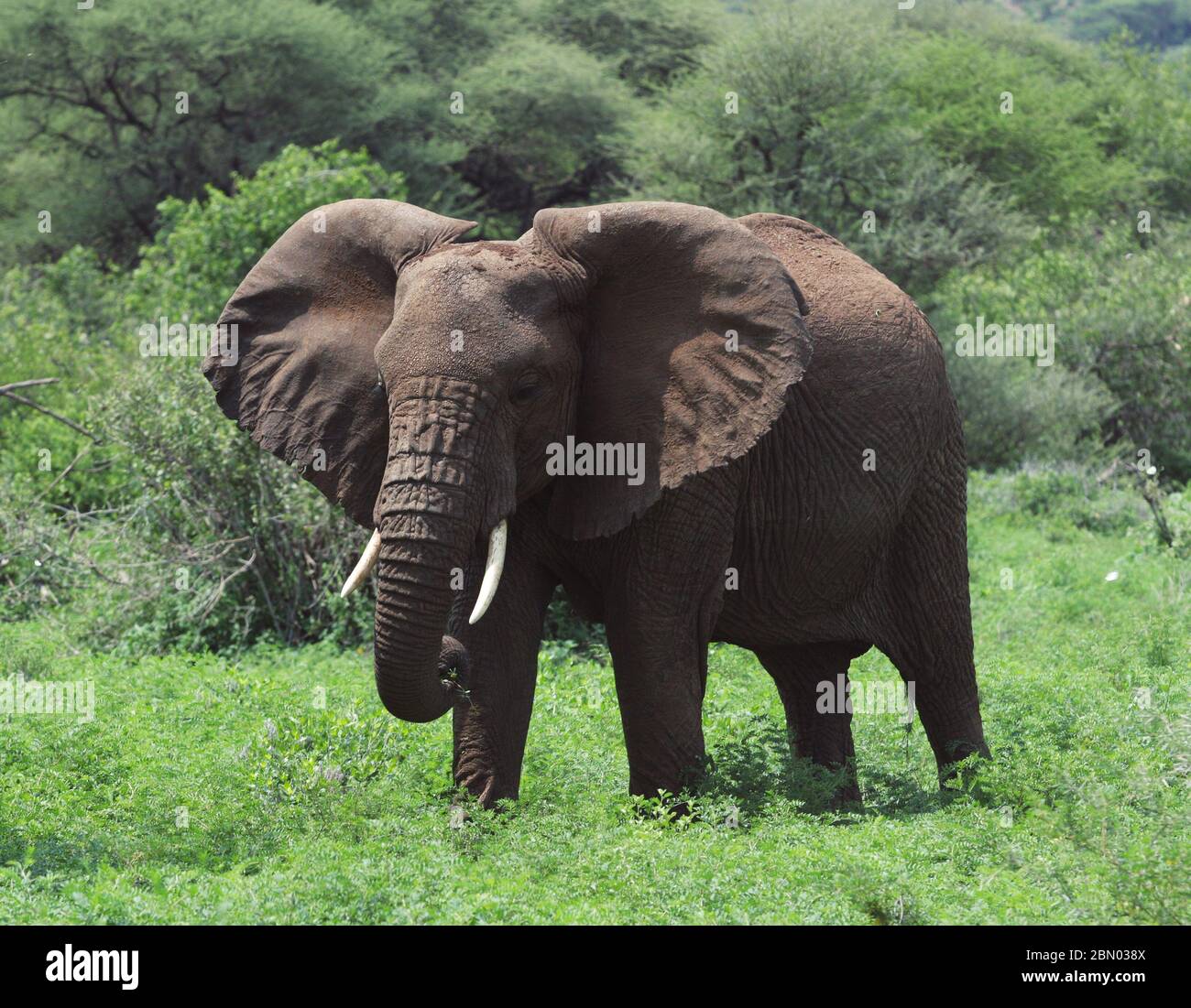 Wild African elephants grazing in green lush forest wet season in Africa Stock Photo