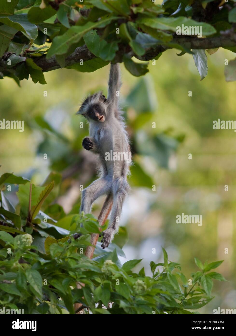 Baby red colobus monkey in green forest natural habitat Stock Photo