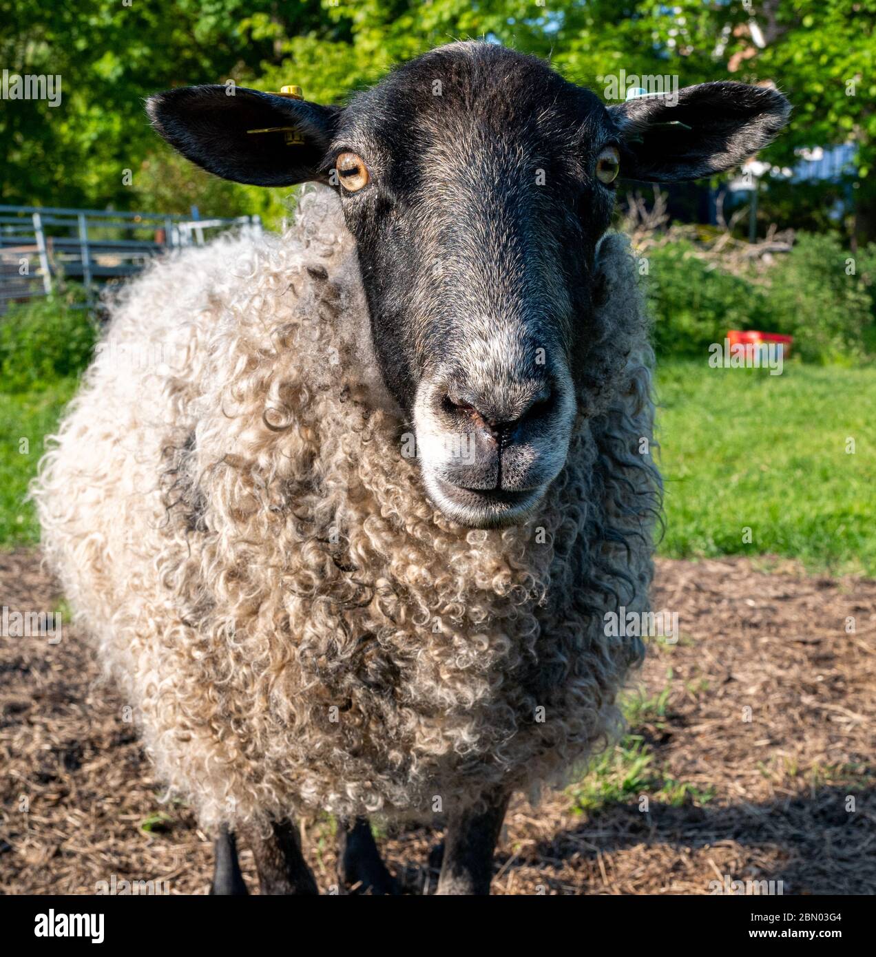 Close up of Gotland ewe sheep looking at camera in field in Stanley Pontlarge, Cotswolds. Stock Photo