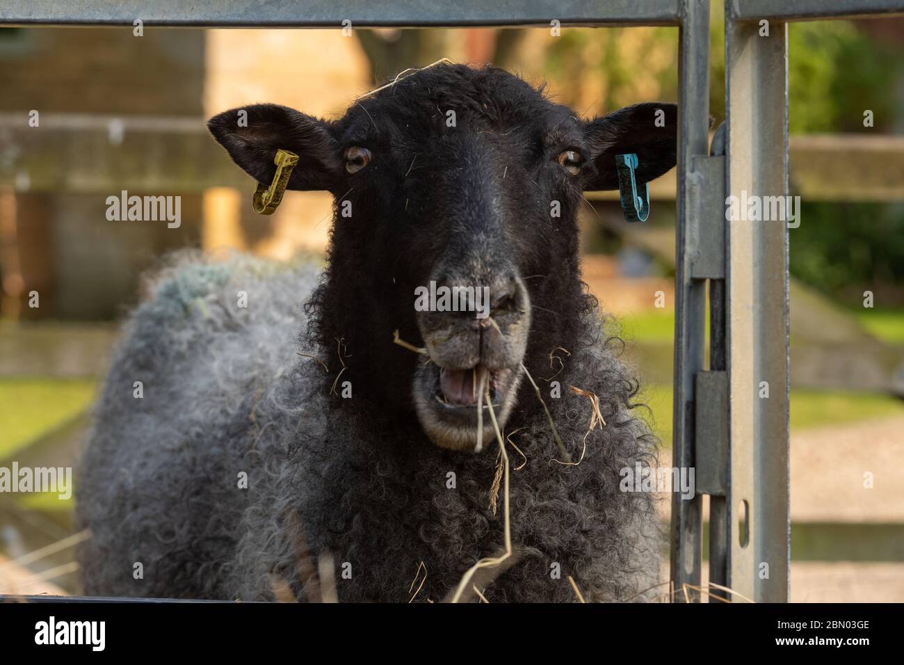 Close up of Gotland ewe sheep looking at camera chewing straw in field in Stanley Pontlarge, Cotswolds. Stock Photo