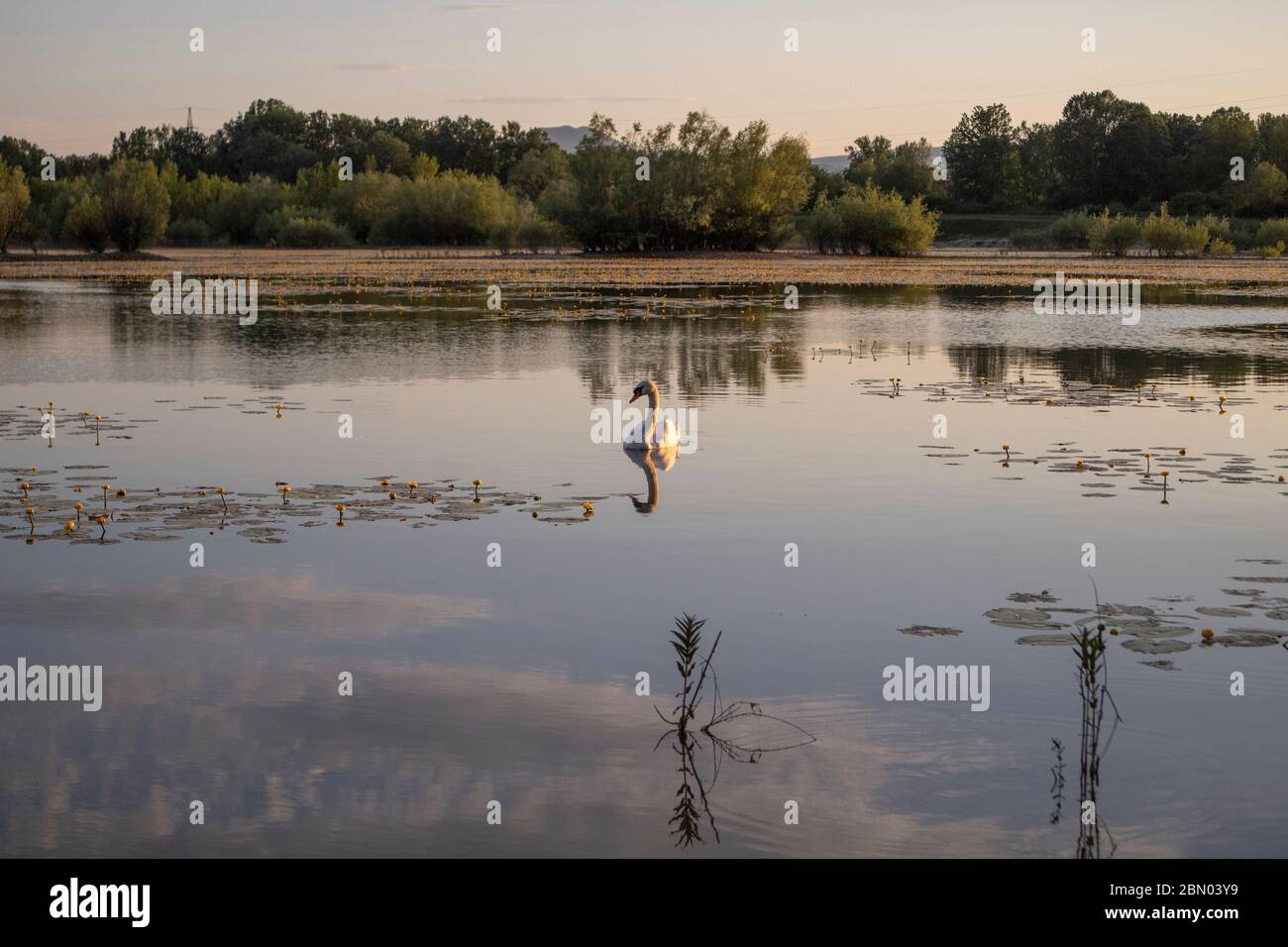 White swan swimming in the lake during beautiful, golden sunset, on the smooth, calm water surface. Orešje lake, Zagreb, Croatia Stock Photo