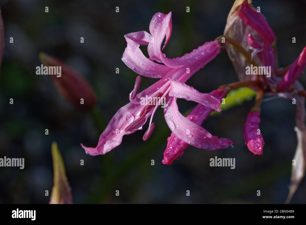 Nerine undulata syn. N. crispa is a species of flowering plant in the subfamily Amaryllidoideae of the family Amaryllidaceae. Stock Photo